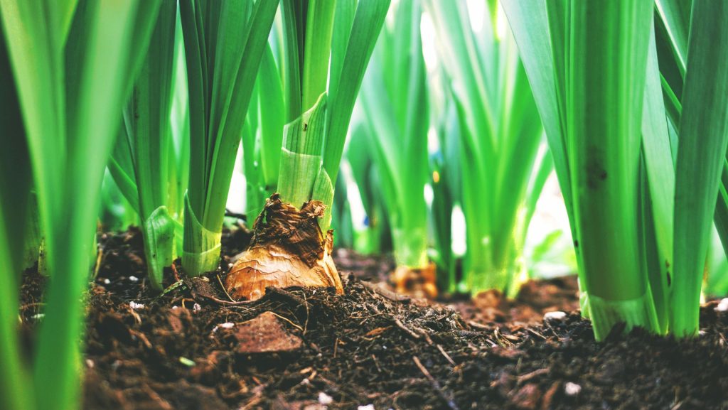 pexels-mvdheuvel-2284170